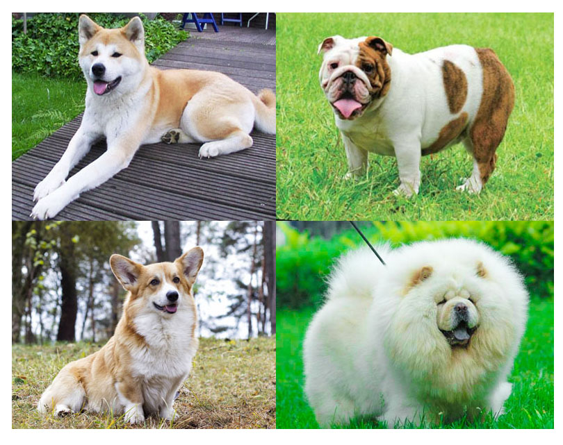 Tổng hợp 4 loài chó nuôi phổ biến có giá trên 10 triệu