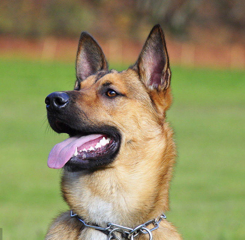 Video huấn luyện chó Malinois Bỉ các lệnh cơ bản